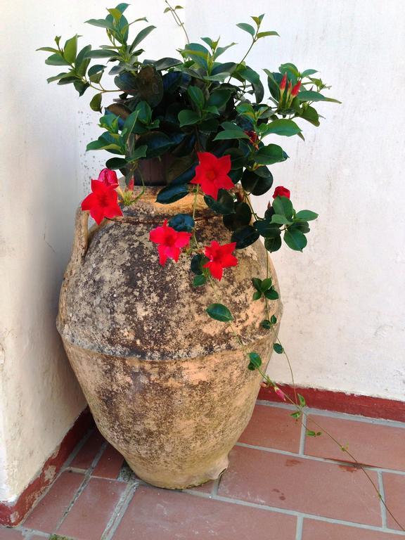 Mediterraneo Bed & Breakfast Anacapri  Exterior photo